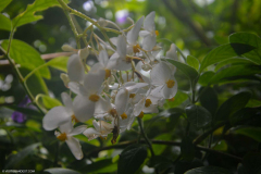BotaniqueFleur015