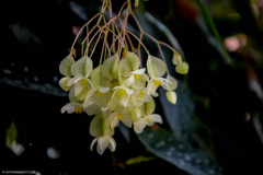 BotaniqueFleur016