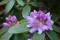 BotaniqueFleur017