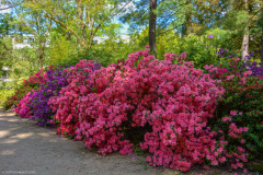 BotaniquePrintemps006