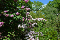 BotaniquePrintemps008