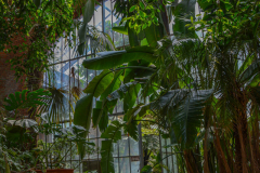 SerreBotanique003