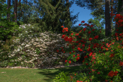 JardindeCallunes010