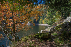 LacAltenweiher017