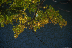 LacAltenweiher020