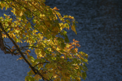 LacAltenweiher021