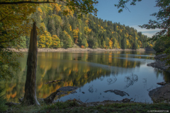 LacAltenweiher038