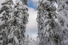 LacdesCorbeauHiver020