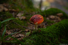 LacduFischboedle003