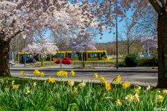 Mulhouse028