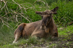 ParcSainteCroix008