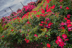 RoseraieSaverne001