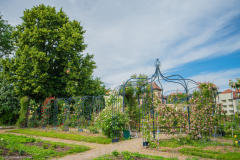 RoseraieSaverne004