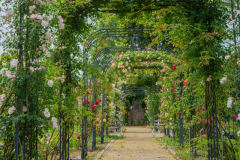 RoseraieSaverne009