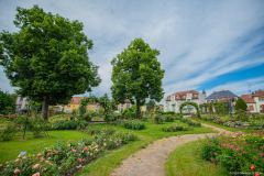 RoseraieSaverne011