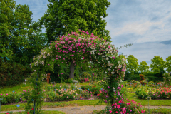 RoseraieSaverne013