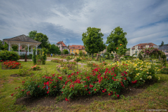 RoseraieSaverne015