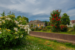 RoseraieSaverne018