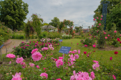 RoseraieSaverne031