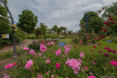 RoseraieSaverne032