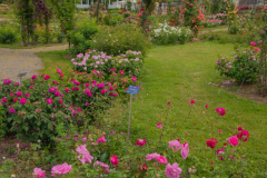 RoseraieSaverne033