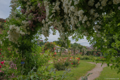 RoseraieSaverne035