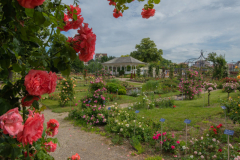 RoseraieSaverne036