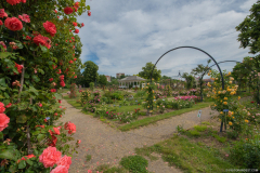 RoseraieSaverne037