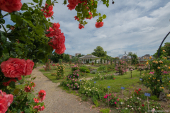 RoseraieSaverne038