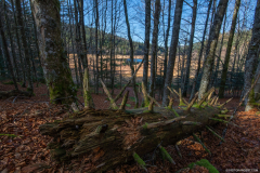 TourbieredeMachais009