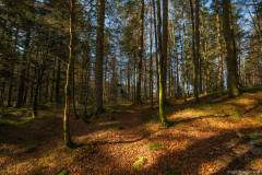 TourbieredeMachais010