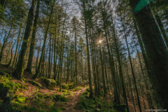 TourbieredeMachais014