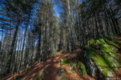 TourbieredeMachais020