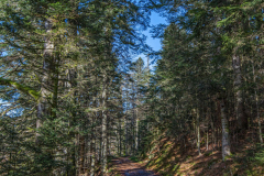 TourbieredeMachais025