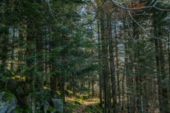 TourbieredeMachais030