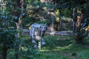 zoo amnéville tigre blanc